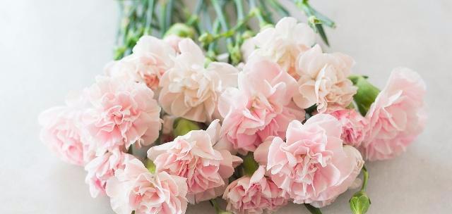 什么花代表老师？教师节送什么花最合适？