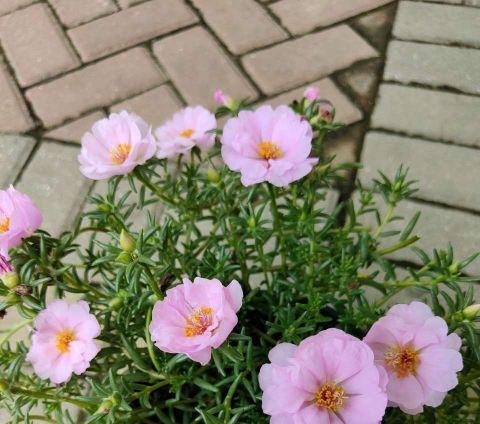 什么花代表老师？教师节送什么花最合适？