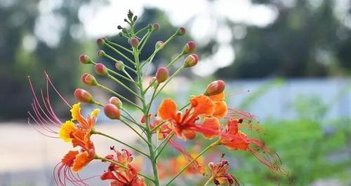 什么花代表离别？离别之花的含义是什么？