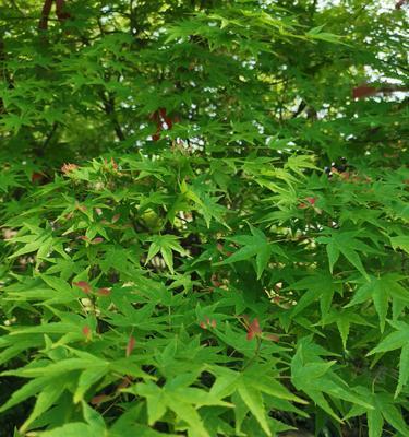 枫树会开花吗？属于开花植物吗？