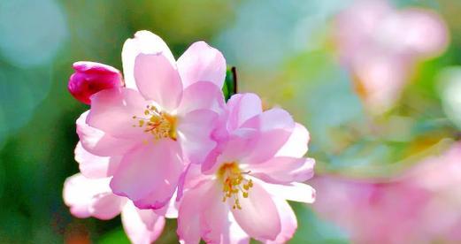 什么花代表离别？离别之花的含义是什么？