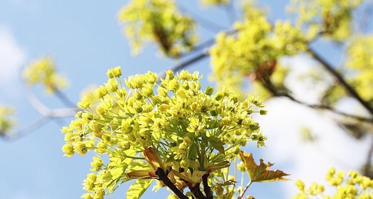 枫树会开花吗？属于开花植物吗？