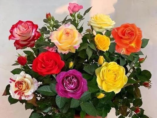 什么花象征着梦想实现？梦想之花的含义是什么？
