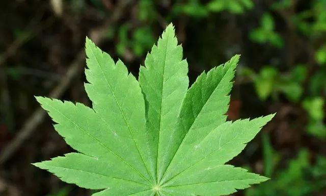 枫树卷叶怎么办？如何有效预防和处理？