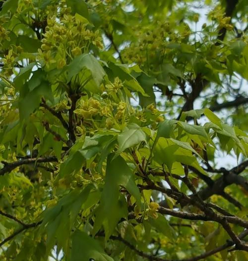 枫树开花吗？它们通常在什么时候绽放？
