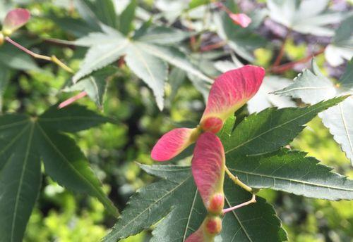 枫树开花是什么样子？在什么季节会开花？
