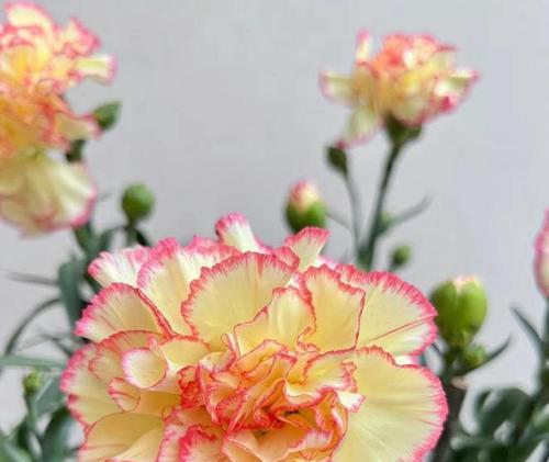 什么花代表母亲？母亲节送什么花最合适？