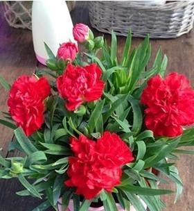 什么花代表母亲节？母亲节送什么花最合适？