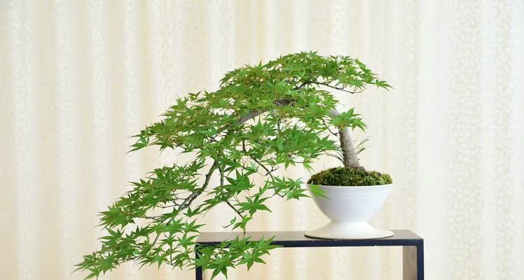 枫树可以嫁接什么树？嫁接方法和注意事项是什么？