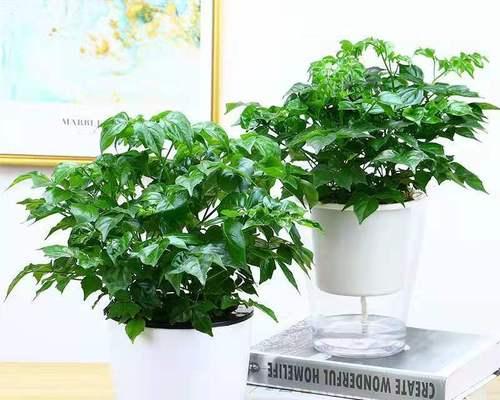 什么花代表平安？如何选择寓意平安的花卉？