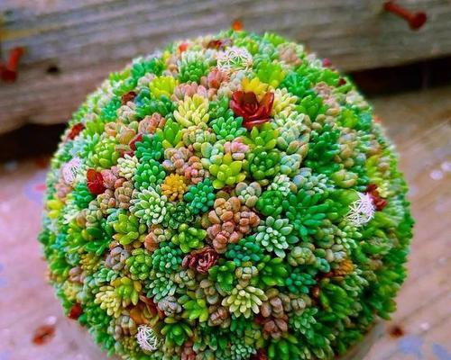 什么花代表歉意？如何选择表达歉意的花卉？