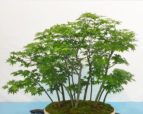 枫树可以种在家门口吗？种植枫树需要注意什么？