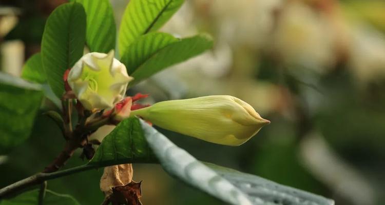 清明节传统花卉有哪些？代表意义是什么？