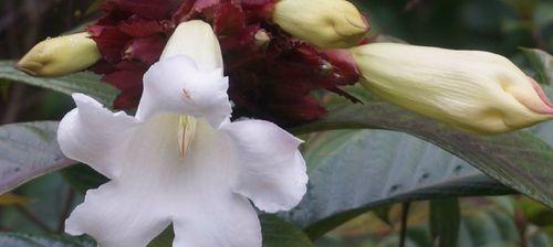 清明节传统花卉有哪些？代表意义是什么？