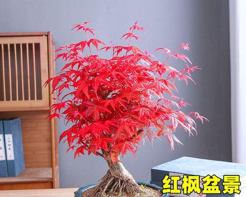 枫树盆景用什么盆栽好？选择合适盆栽的技巧是什么？