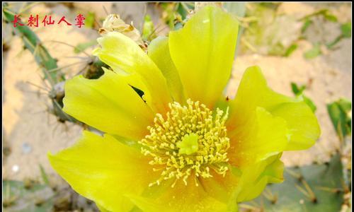 什么花象征着生命？了解生命之花的含义和选择指南？