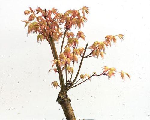 枫树盆栽修剪方法是什么？如何正确修剪枫树盆栽？