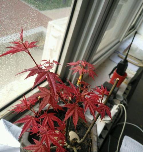 枫树盆栽修剪方法是什么？如何正确修剪枫树盆栽？