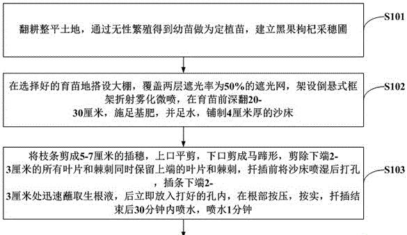 枫树扦插生根最快方法是什么？如何提高扦插成功率？