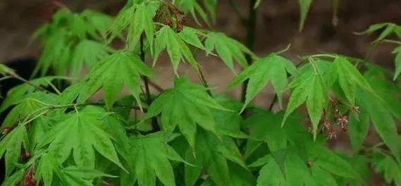 枫树生长环境条件是什么？枫树有哪些独特生长特点？