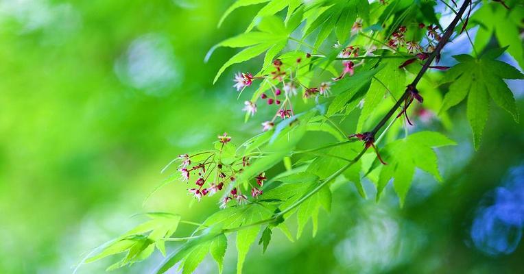 枫树属于被子植物吗？枫树的分类和特性是什么？