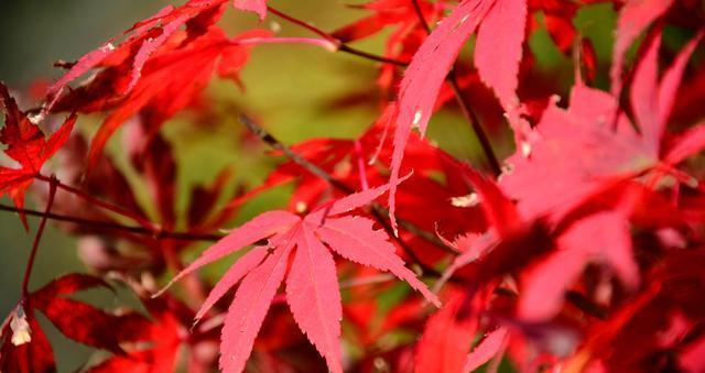 枫树属于裸子植物吗？枫树的分类特征是什么？