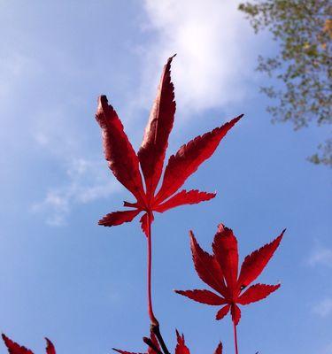 枫树属于裸子植物吗？枫树的分类特征是什么？