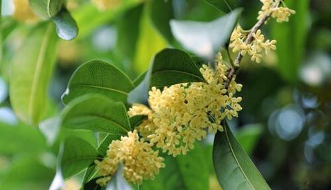 枫树属于裸子植物吗？枫树的分类特征是什么？