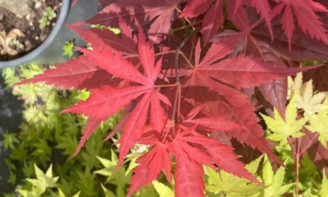 枫树喜阴还是喜阳？如何选择合适的种植环境？