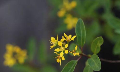 什么花代表相思？相思花的种类和含义是什么？