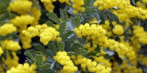 什么花代表相思？相思花的种类和含义是什么？