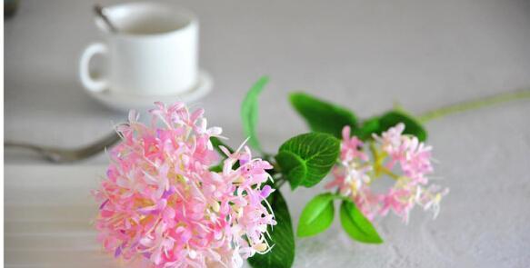 什么花代表想念？寻找表达思念的花卉指南