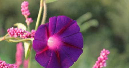什么花象征新生和希望？新生代表花卉有哪些？