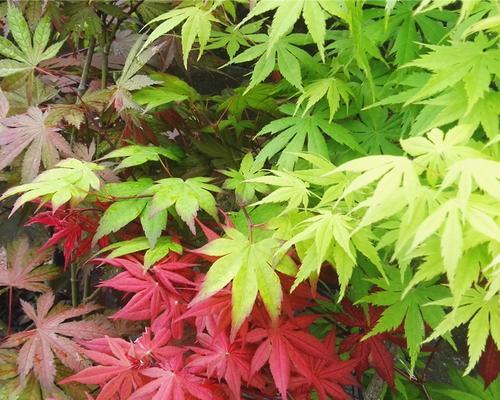 枫树长什么样子？如何辨别枫树的种类？
