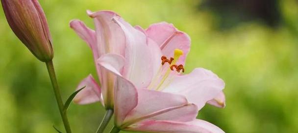 什么花代表幸福？揭秘最能象征幸福的花卉种类