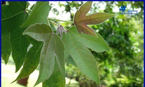 枫香树和三角枫有什么区别？如何区分它们的特征？