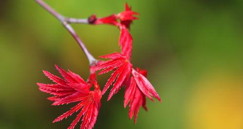 枫叶的花语是什么意思？如何解读枫叶的象征意义？