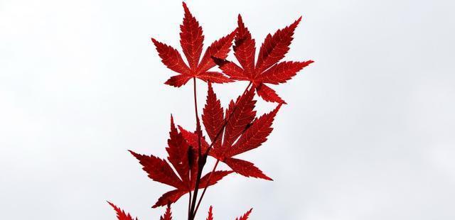 枫叶的花语是什么意思？如何解读枫叶的象征意义？