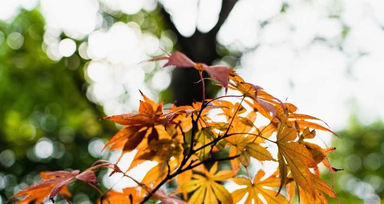 枫叶的花语是什么意思？如何解读枫叶的象征意义？