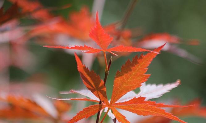 枫叶和红叶是同一种植物吗？它们的区别是什么？