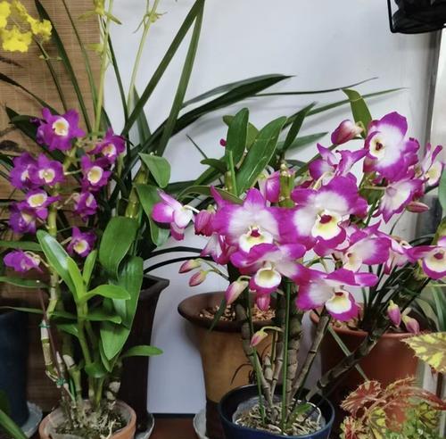 什么花代表遗憾？揭秘那些象征遗憾的花卉及其含义？