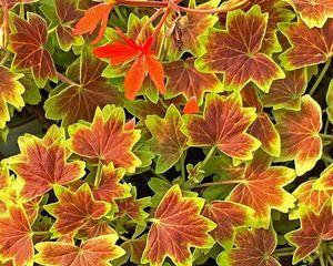 枫叶真的会开花吗？如果开花会是什么样子？