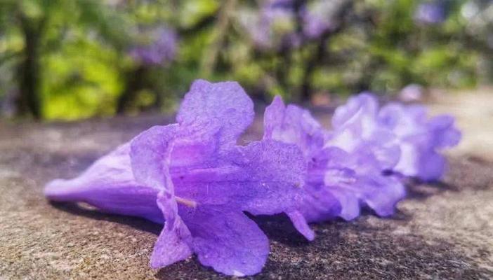 什么花代表遗憾？揭秘那些象征遗憾的花卉及其含义？