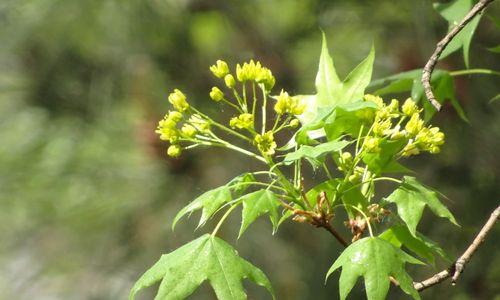 枫叶真的会开花吗？如果开花会是什么样子？