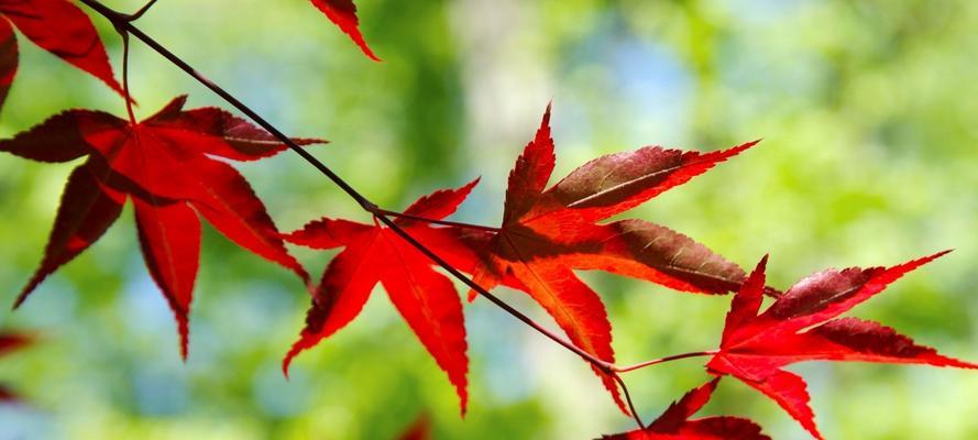 枫叶真的会开花吗？如果开花会是什么样子？