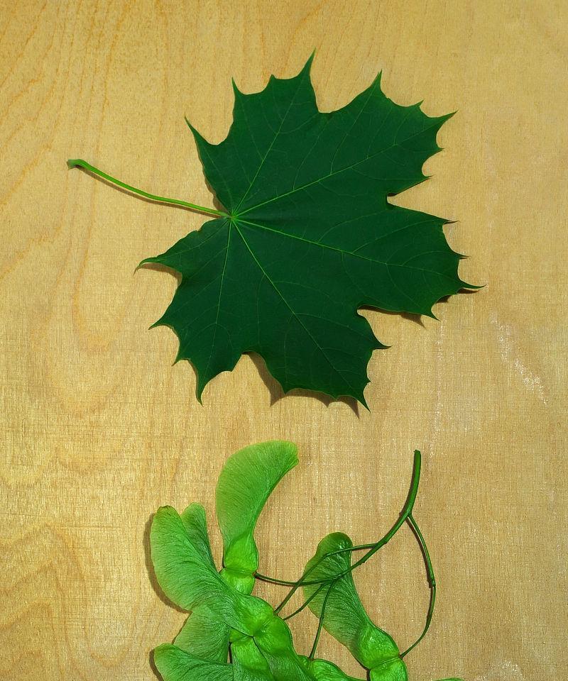 枫叶种子怎么种植？种植枫叶种子的正确步骤是什么？