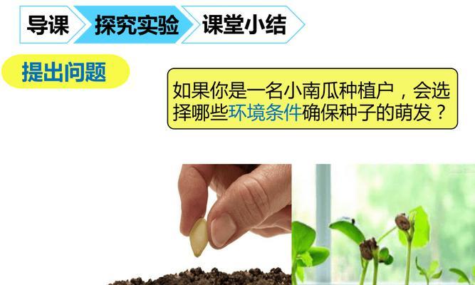 枫叶种子怎么种植？种植枫叶种子的正确步骤是什么？