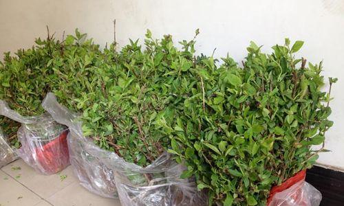 枫叶种子怎么种植？种植枫叶种子的正确步骤是什么？