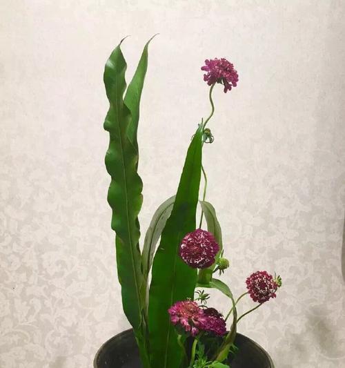 什么花代表原谅？了解代表原谅的花卉及其含义是什么？