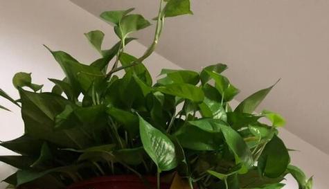 蜂蜜水浇绿萝有什么效果？正确使用方法是什么？